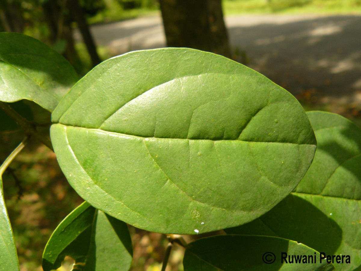 Gmelina philippensis Cham.